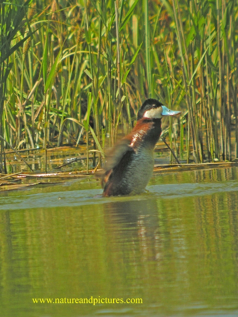 ruddy duck, ruddy ducks, ducks-6.jpg - RUDDY DUCK - RADIPOLE - WEYMOUTH, DORSET - 24/5/07